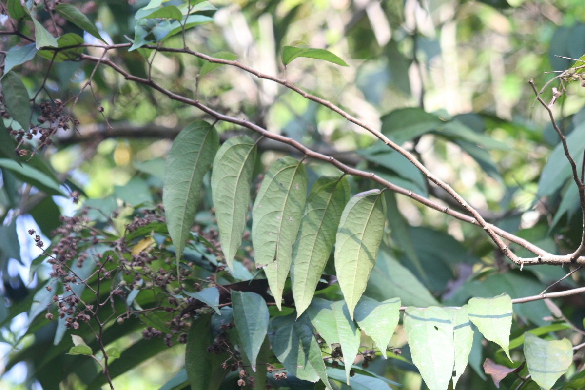 Julostylis angustifolia (Arn.) Thwaites